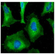 ICC IF of HAX-1 in HeLa cells with Alexa Fluor 488 secondary antibody and DAPI nuclear stain
