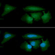 ICC IF of BRCC36 in HeLa cells with Alexa Fluor 488 green fluorescence and DAPI blue nuclear stain