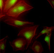 Immunofluorescence of HeLa cells with UBE2S antibody green and phalloidin-TRITC actin staining red
