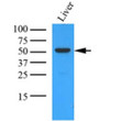 Western blot of human OAT antibody detecting mouse liver lysate protein expression
