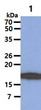 Western blot of human SUMO 2 3 antibody showing HL-60 cell lysate protein detection