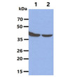 Western blot showing ERK1 MAPK3 protein detection in 293T cell lysates using anti-human MAPK3 antibody