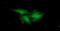 ICC IF of CTBP1 in HeLa cells with DAPI and Alexa Fluor 488 staining
