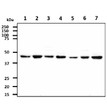 Western blot of human CtBP1 antibody STJA0041602 across multiple cell lysates