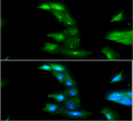 ICC IF of ADK in A549 cells stained with STJA0041608 antibody Alexa Fluor 488 secondary green and DAPI nuclear stain blue