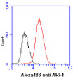 Flow cytometry of human ARF1 in MCF7 cells with Alexa Fluor 488 detection