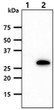 Western blot of human PNMT protein using STJA0041616 antibody in 293T cell lysates