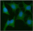 ICC IF of PPIC in HeLa cells stained with STJA0041620 antibody Alexa Fluor 488 secondary DAPI nucleus