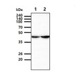 Western blot of human KRT23 protein in HeLa and HepG2 cell lysates using anti-KRT23 antibody