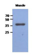 Western blot of human FBP2 antibody showing mouse muscle lysate detection with HRP-conjugated secondary antibody