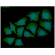 ICC IF of SNTA1 in HeLa cells with Alexa Fluor 488 green and DAPI blue