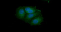 Flow cytometry of Human CNBP antibody STJA0041658 showing fluorescence distribution