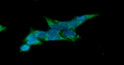 Western blot of Human REXO2 antibody STJA0041664 showing protein detection