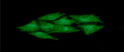 ICC IF of REXO2 in HeLa cells with DAPI and Alexa Fluor 488 staining