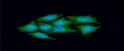 Western blot of Human REXO2 antibody STJA0041664 showing protein detection