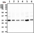 Western blot of human REXO2 protein expression across SW480 HeLa 293T Jurkat K562 and NIH3T3 cell lysates