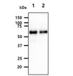 Western blot of human PARP2 antibody showing Raji and NIH-3T3 cell lysates with HRP detection