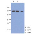 Western blot showing Human Enolase 2 ENO2 detection in mouse brain extract using anti-human NSE antibody