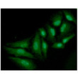 ICC IF of SSR2 in HeLa cells stained with STJA0041670 antibody Alexa Fluor 488 secondary DAPI nuclear stain