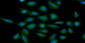 ICC IF of ST13 in A549 cells with DAPI nuclear staining and Alexa Fluor 488 detection