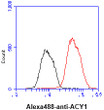 Flow cytometry of ACY1 protein in Hep3B cells using STJA0041708 antibody with Alexa Fluor 488 detection