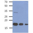 Western blot of recombinant human BMP-8b protein using anti-BMP-8b antibody at 1:1000 dilution