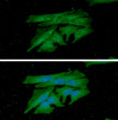 ICC IF of PDCL3 in HeLa cells stained with STJA0041712 antibody Alexa Fluor 488 secondary and DAPI
