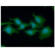 ICC IF of EEF1A1 in A549 cells stained with STJA0041724 antibody Alexa Fluor 488 green and DAPI blue