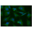 ICC IF of PGAM1 in HeLa cells stained with STJA0041729 antibody Alexa Fluor 488 secondary green and DAPI blue