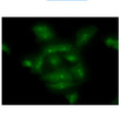 ICC IF of COMMD7 in A549 cells stained with anti-COMMD7 antibody and Alexa Fluor 488