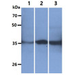 Western blot of human GOT2 antibody showing HeLa HepG2 and Balb 3T3 cell lysates