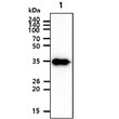 Western blot of recombinant human Cyclin H protein detected with anti-human Cyclin H antibody