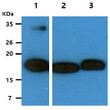 Western blot of human HINT2 protein using HINT2 antibody in recombinant protein and cell lysates