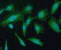 ICC IF of PRDX5 in A549 cells with DAPI and Alexa Fluor 488 staining