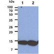 Western blot of human COX5A protein in A431 and HeLa cell lysates using anti-human COX5A antibody