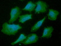 ICC IF of AHSA1 in A549 cells with DAPI nuclear stain and Alexa Fluor 488 detection