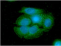 ICC IF of ARG2 in SW480 cells with DAPI nuclear staining blue and Alexa Fluor 488 green