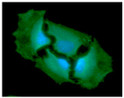 ICC IF of human GPI in HeLa cells with DAPI and Alexa Fluor 488