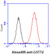 Flow cytometry of GSTT2 in HeLa cells with goat anti-mouse IgG Alexa Fluor 488 conjugate