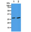 Western blot of human AK2 antibody in HepG2 and NIH 3T3 cell lysates