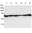 Western blot of human PGM1 protein expression in multiple cell lines using anti-human PGM1 antibody
