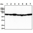 Western blot of human AIFM1 protein across multiple cell lines with anti-human AIFM1 antibody