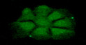 ICC IF of CDKN1b in Hep3B cells with DAPI and Alexa Fluor 488