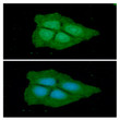 ICC IF of 6-phosphogluconate dehydrogenase in Hep3B cells with STJA0041793 antibody