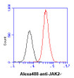 Flow cytometry of JAK2 in HeLa cells with Alexa Fluor 488 detection