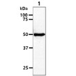 Western blot of human Pontin RUVBL1 protein in Raji cell lysate using STJA0041797 antibody
