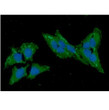 ICC IF of TXN2 in HeLa cells with DAPI and anti-human TXN2 antibody staining