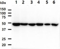 Western blot of human PA2G4 antibody in HeLa MCF7 A549 293T A431 and Jurkat cell lysates