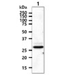 Western blot of human TIP30 HTATIP2 protein in HeLa cell lysate using STJA0041818 antibody