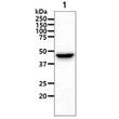 Western blot of human AST1 GOT1 antibody detection in A427 cell lysate using anti-mouse HRP secondary